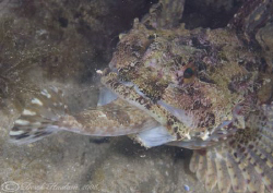 Long spined scorpion fish. It just won't go down..
D200,... by Derek Haslam 